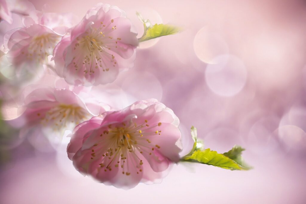 扁桃腺の口臭の原因とは何ですか？