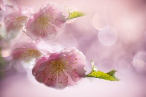 扁桃腺の口臭の原因とは何ですか？