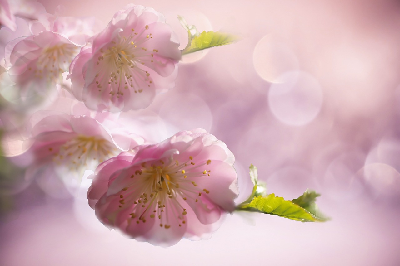 扁桃腺の口臭の原因とは何ですか？