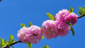 扁桃腺の口臭対策に効果的な方法は？