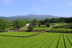 緑茶で口臭を予防する方法とは？