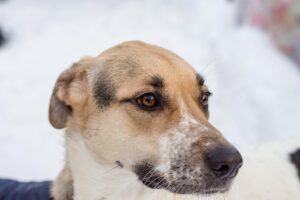 乳酸菌の口臭に関する症状はどのようなものですか？