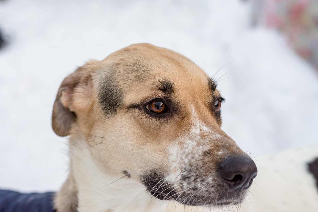 乳酸菌の口臭に関する症状はどのようなものですか？