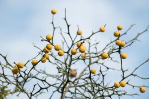 乾燥した口臭の症状は何が原因で、どう対策すれば良い？