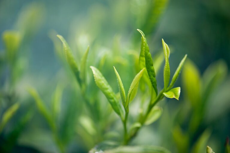 緑茶による口臭の症状はどのようなものですか？