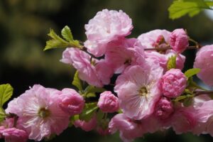 口臭と扁桃腺の膿栓対策はこれで決まり？