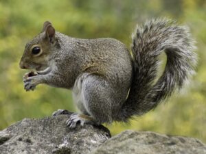 歯周病の初期症状と口臭の見分け方は？
